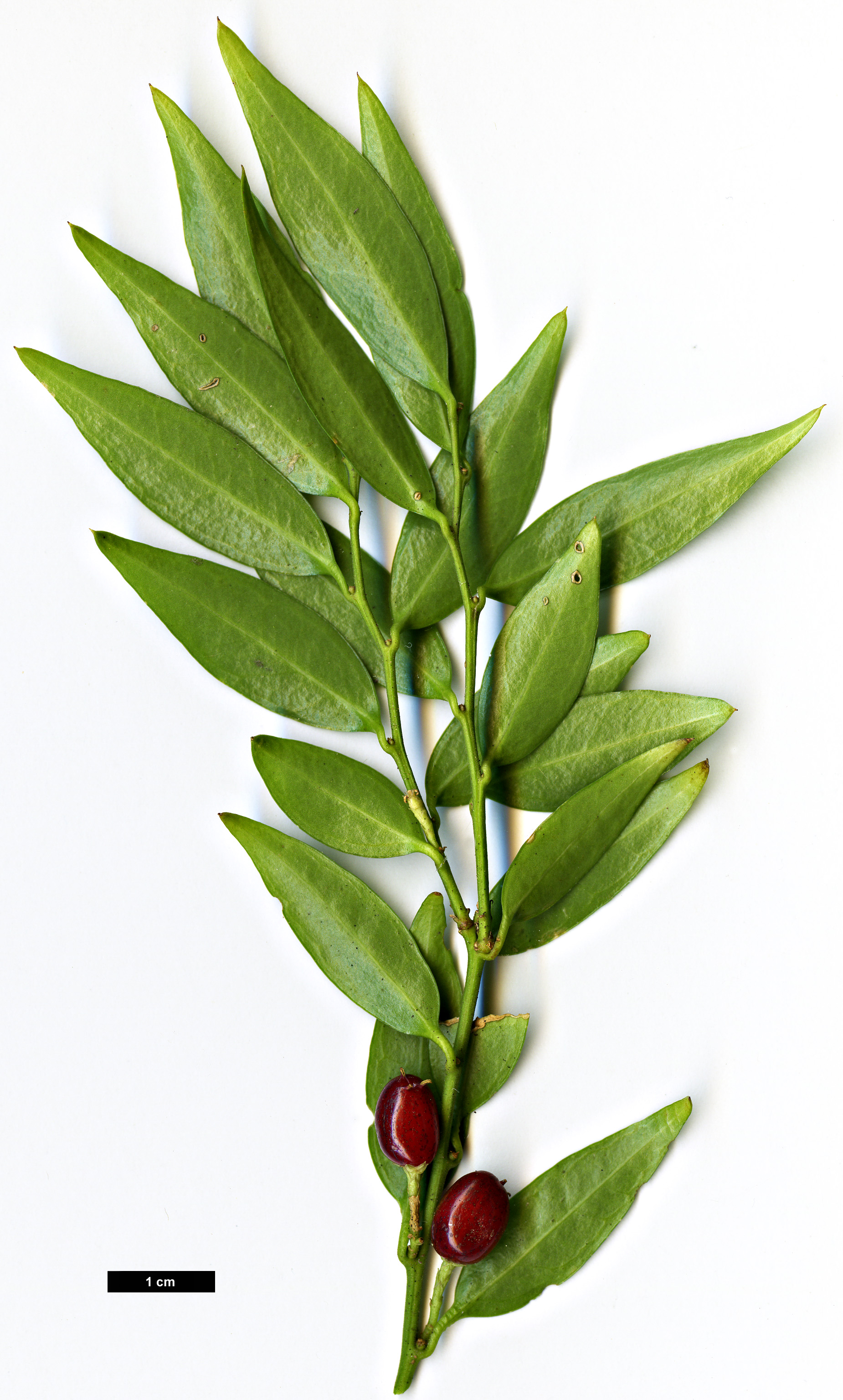 High resolution image: Family: Buxaceae - Genus: Sarcococca - Taxon: ruscifolia - SpeciesSub: var. chinensis 'Dragon Gate'